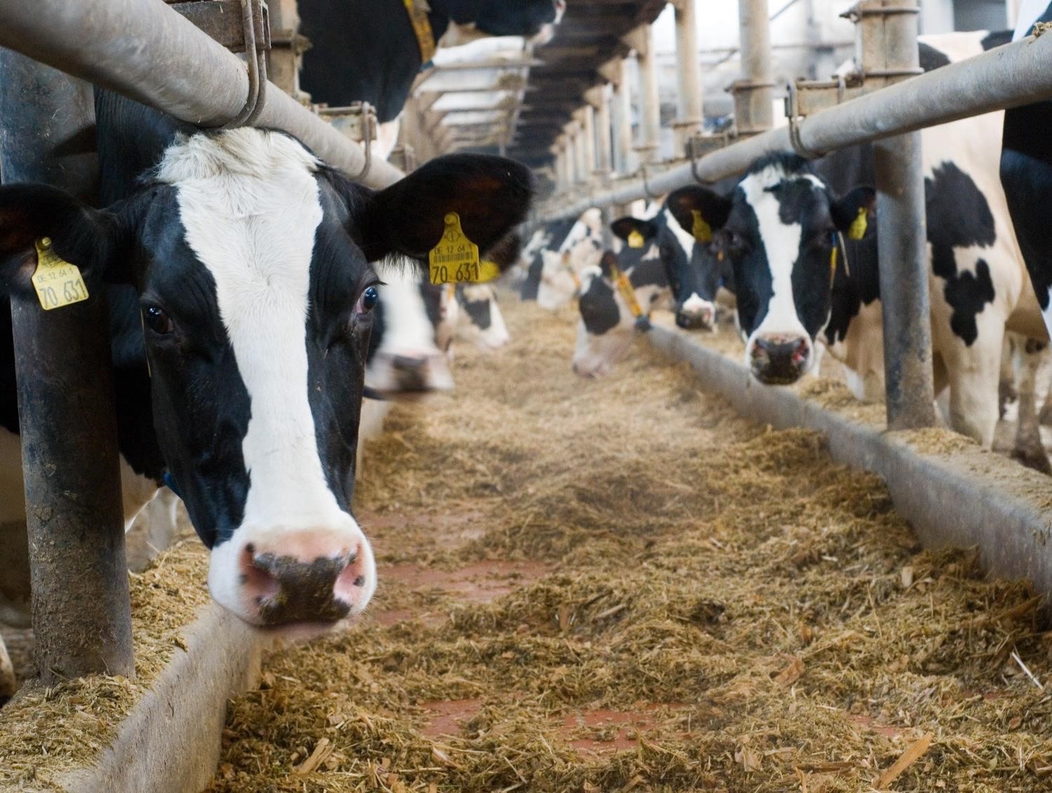 Vaches laitières à l'auge
